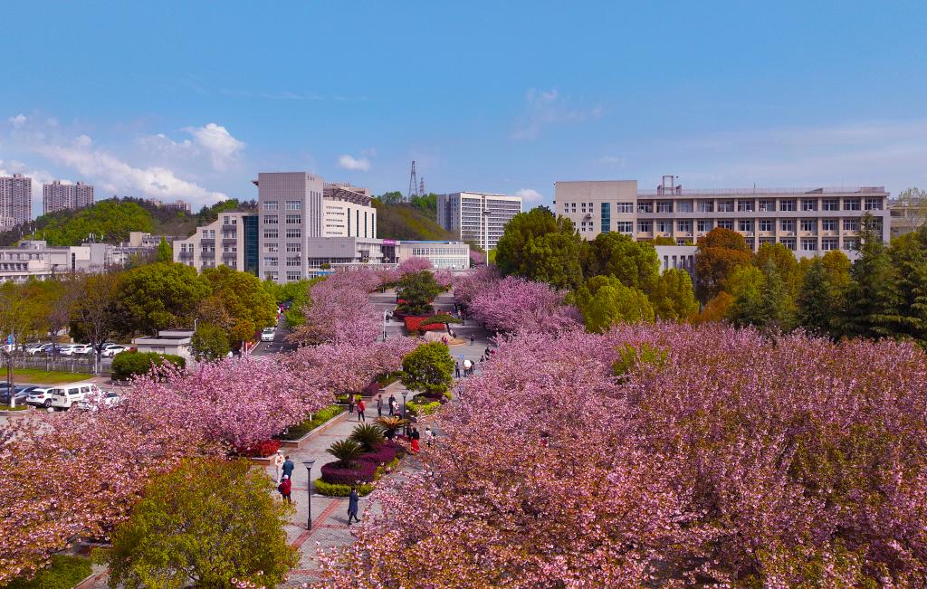 银杏路